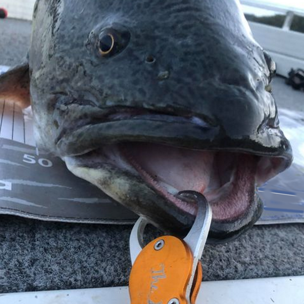 Best Tips for Catching Murray Cod - Increase Your Chances