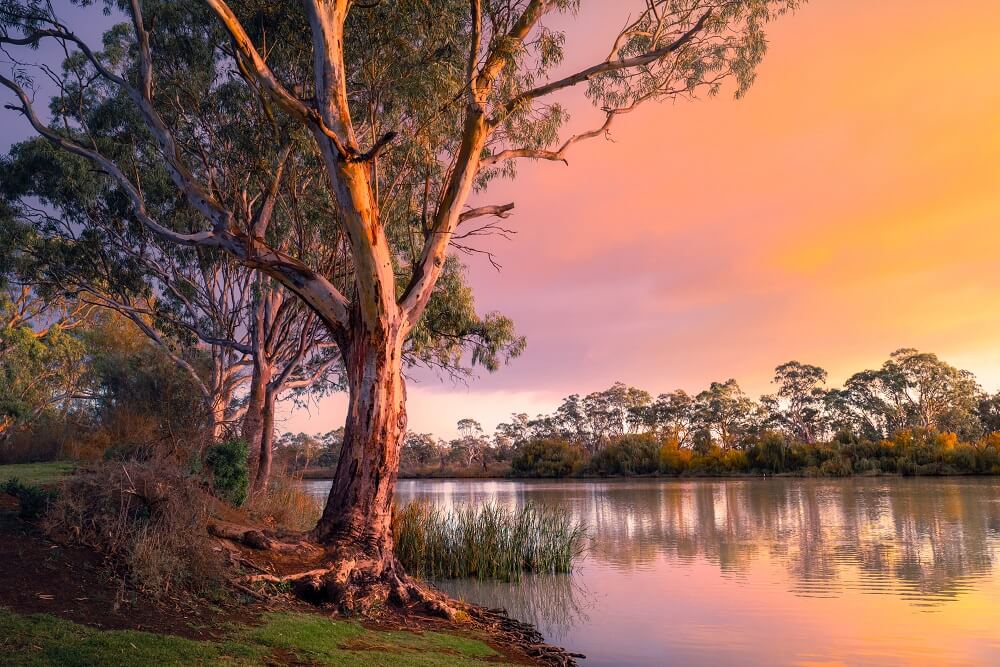 Facts About The Murray River