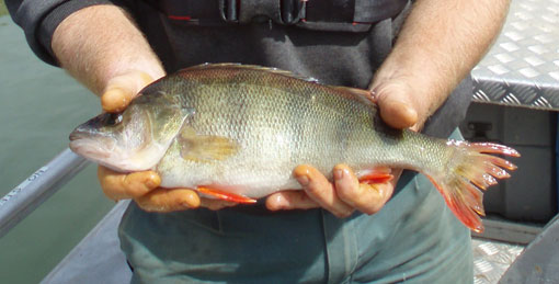 Is It Illegal To Be In Possession Of Live Redfin Perch?