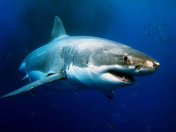 10 Dangerous Australian Animals You Need To Be Aware Of.